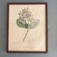 Botanical board, glazed wood frame