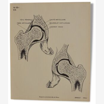 Illustration anatomie humaine pédagogique Arnault editeur