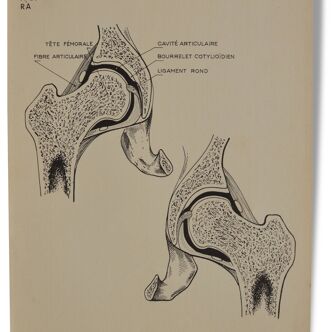 Illustration anatomie humaine pédagogique Arnault editeur