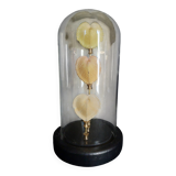 Curiosity cabinet globe with Venus heart shells corculum cardiss