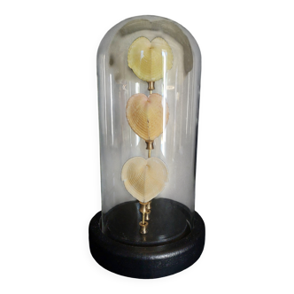 Curiosity cabinet globe with Venus heart shells corculum cardiss