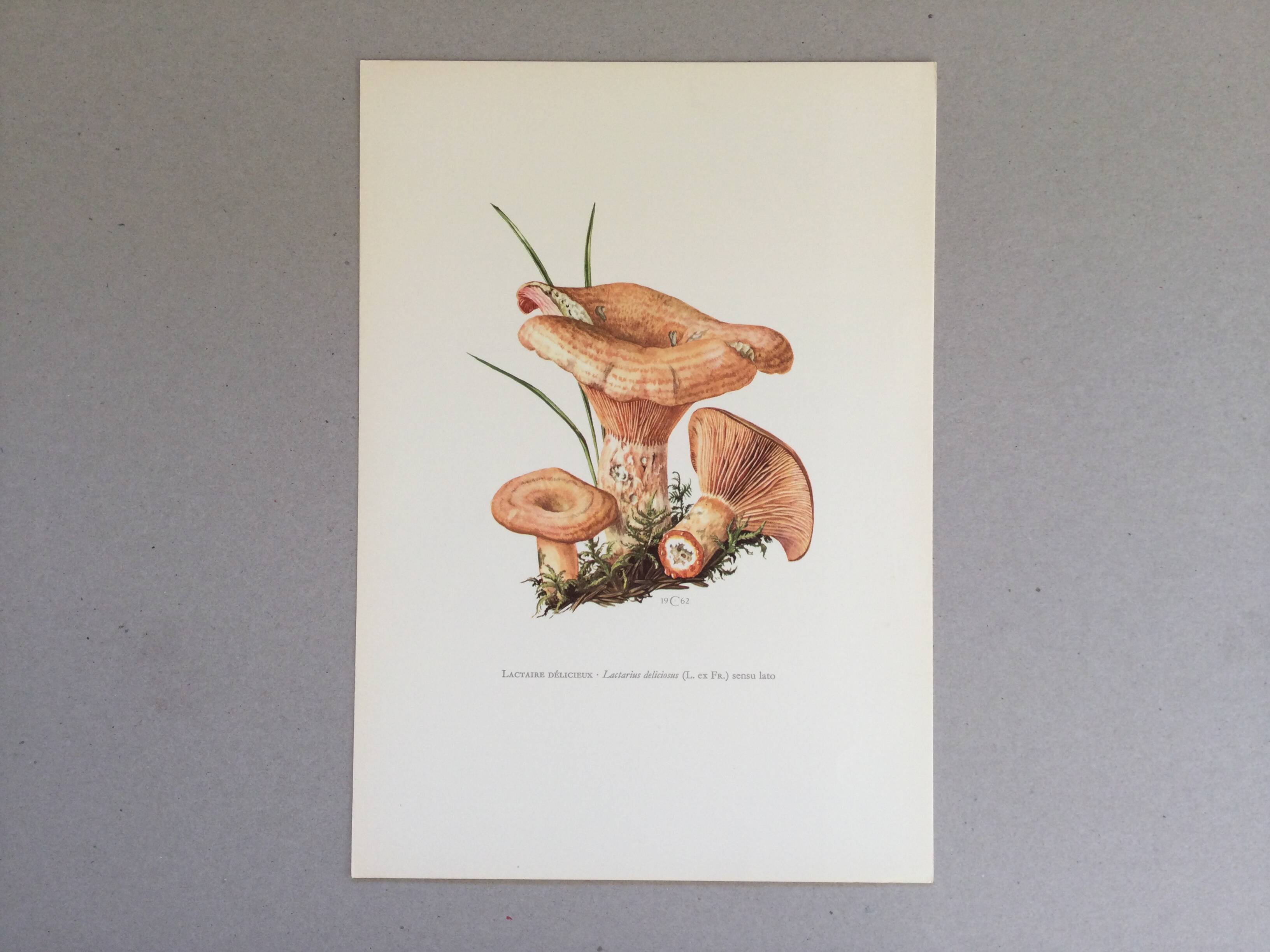 Botanical illustration "mushrooms", 1960s