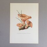 Botanical illustration "mushrooms", 1960s