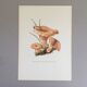 Illustration botanique "champignons", années 60