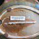 Artisanal fish dish