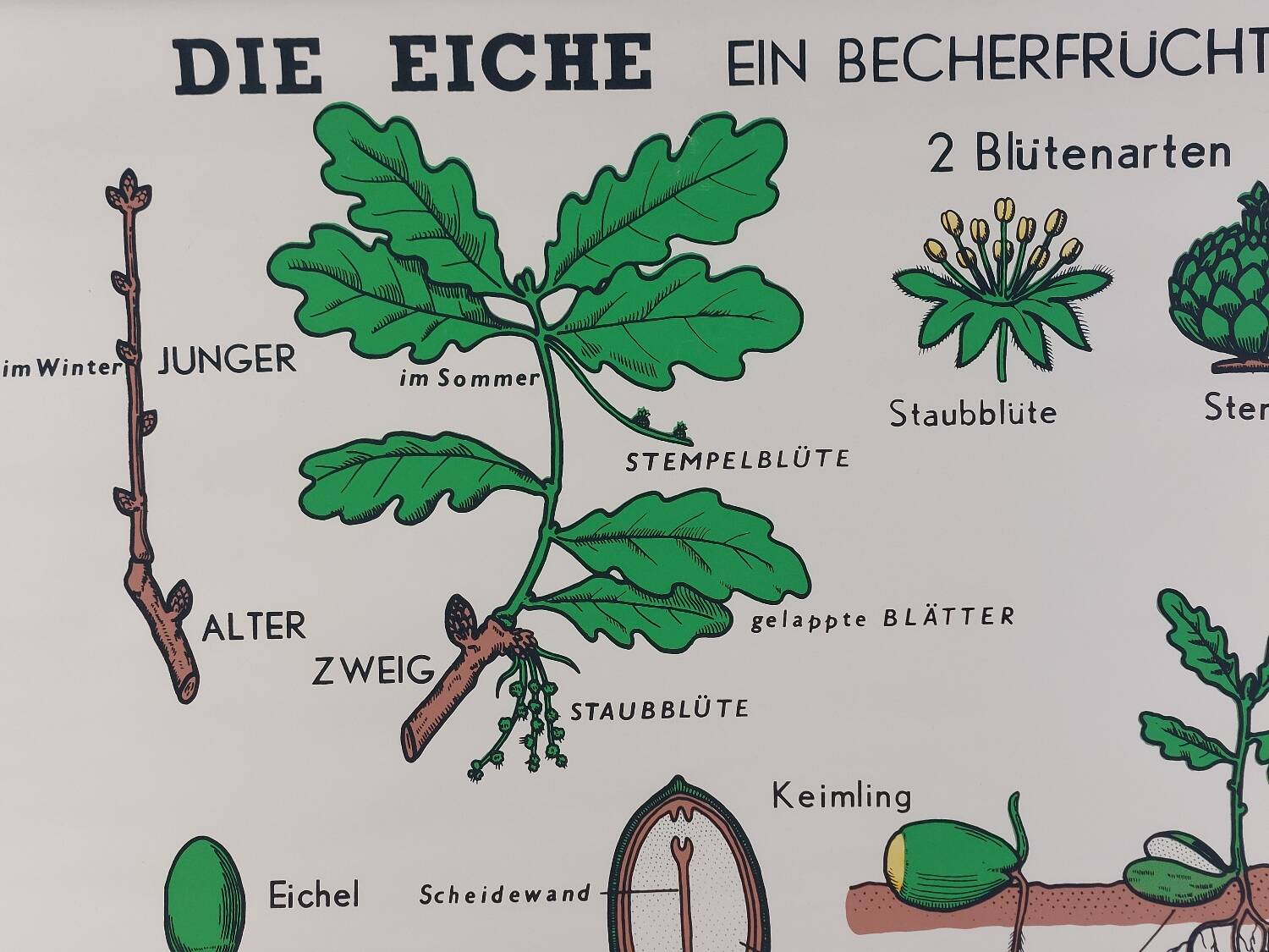 Vintage educational wall hanging roll chart biology oak