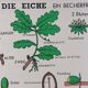 Vintage educational wall hanging roll chart biology oak