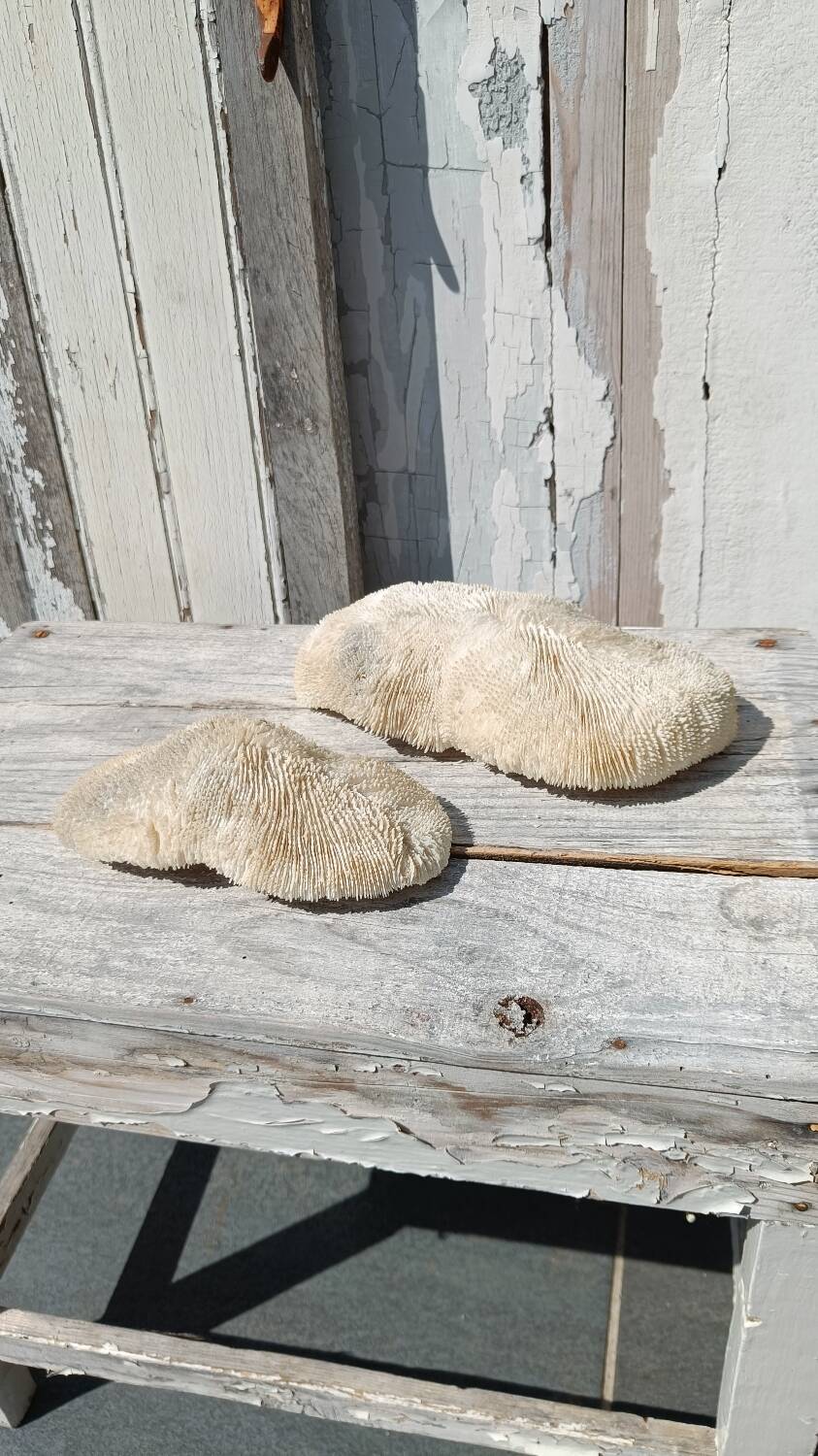 Vintage coral fungia large model