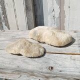 Vintage coral fungia large model