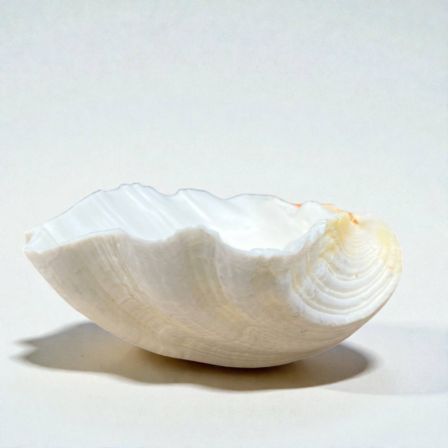 large shell-shaped ashtray Tridacna natural vintage 1970s