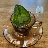 Lot de tasses à café en verre fumé « fleurs »