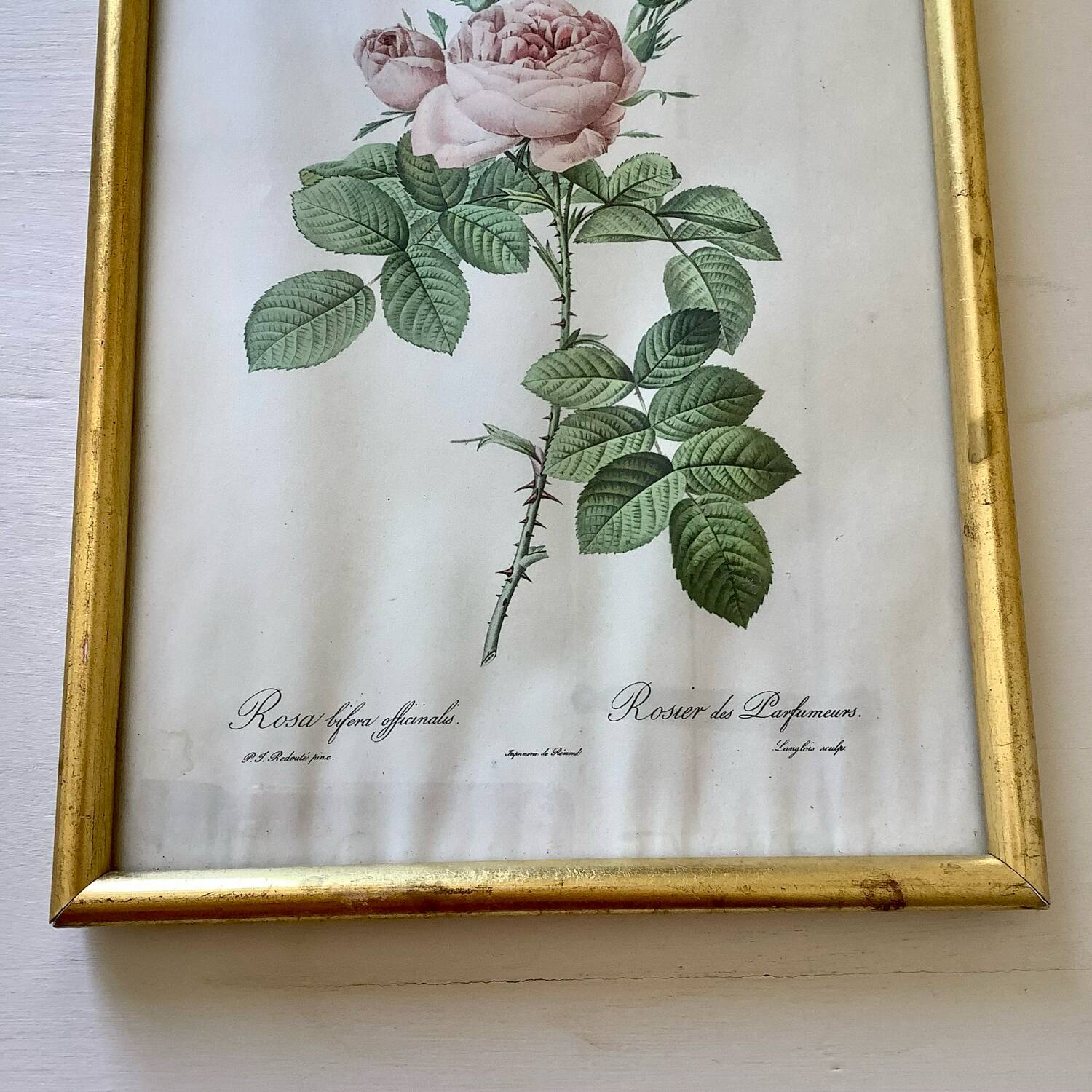 Botanical lithograph by Pierre Joseph Redouté
