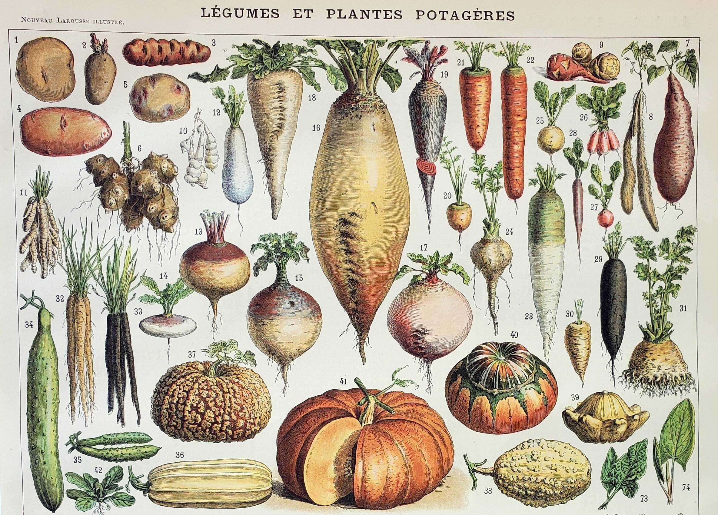 Old engraving 1898, Vegetables and vegetable plants, • Lithograph, original illustration