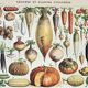 Old engraving 1898, Vegetables and vegetable plants, • Lithograph, original illustration