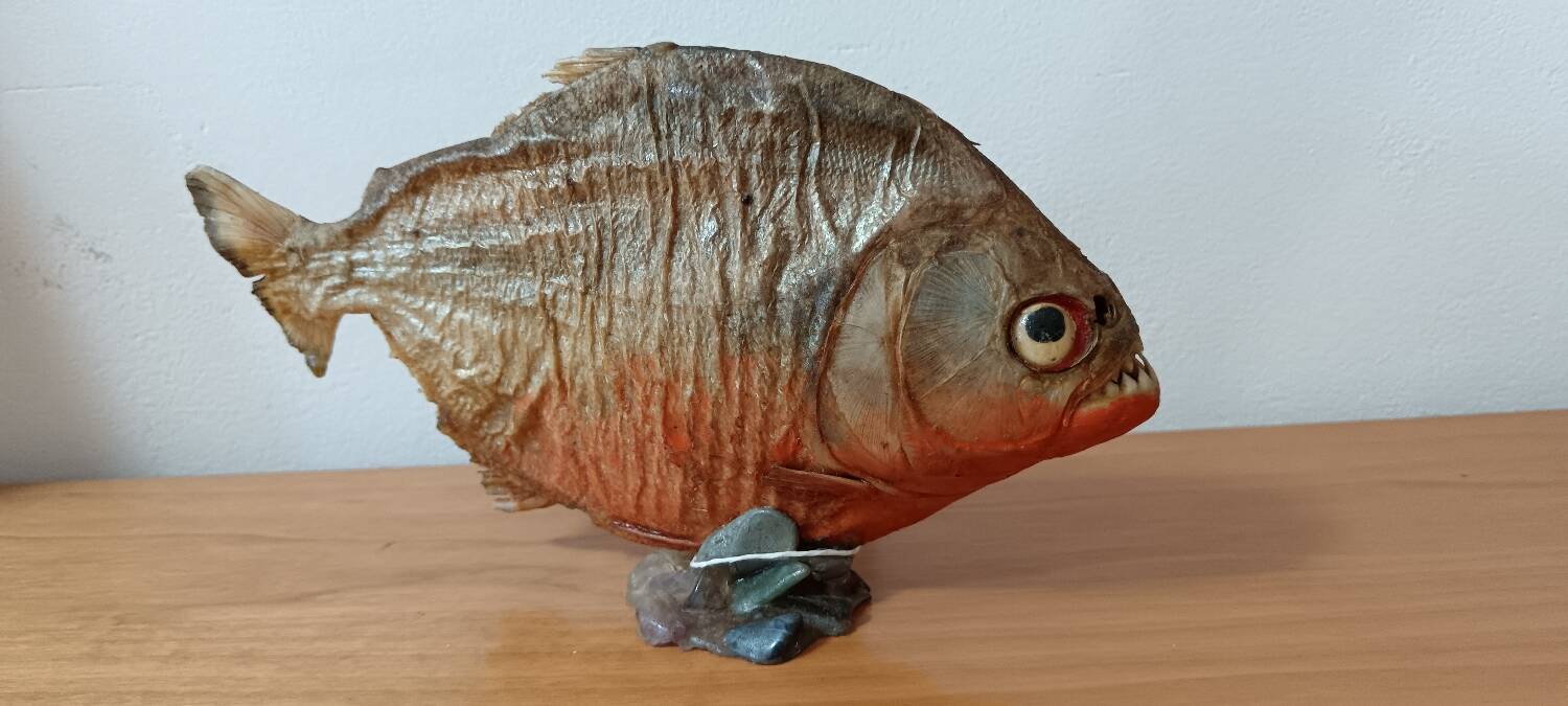 Piranha Venezuela Cabinet of Curiosities