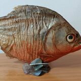 Piranha Venezuela Cabinet of Curiosities