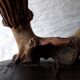 Deer antler Trophy