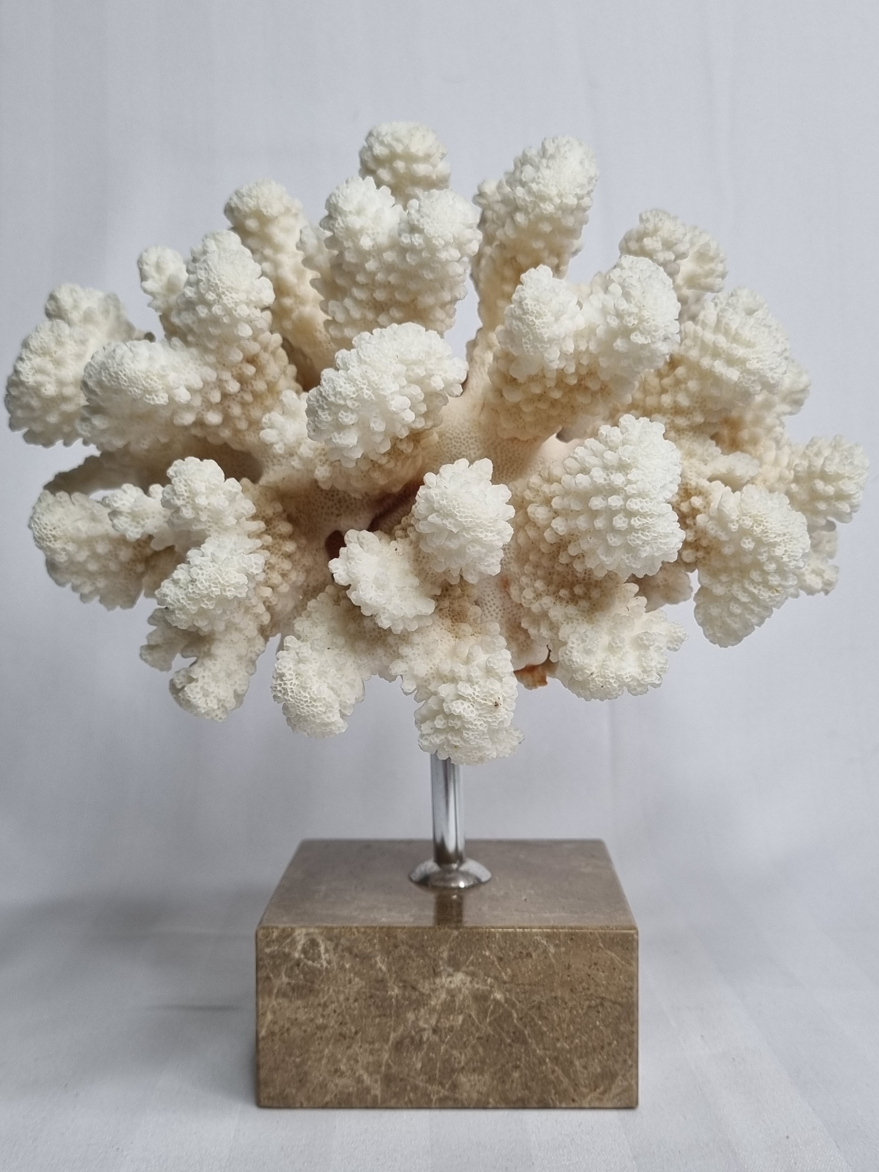 Old white coral on marble base, 20 cm