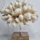 Old white coral on marble base, 20 cm