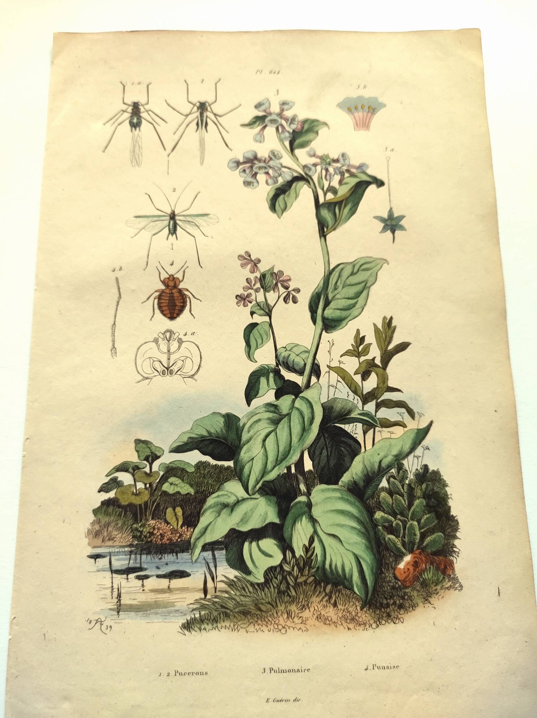 Antique engraving from 1839 - Pulmonary - Hand-colored zoological and botanical plate. Original.