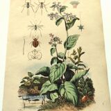 Antique engraving from 1839 - Pulmonary - Hand-colored zoological and botanical plate. Original.