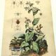 Antique engraving from 1839 - Pulmonary - Hand-colored zoological and botanical plate. Original.