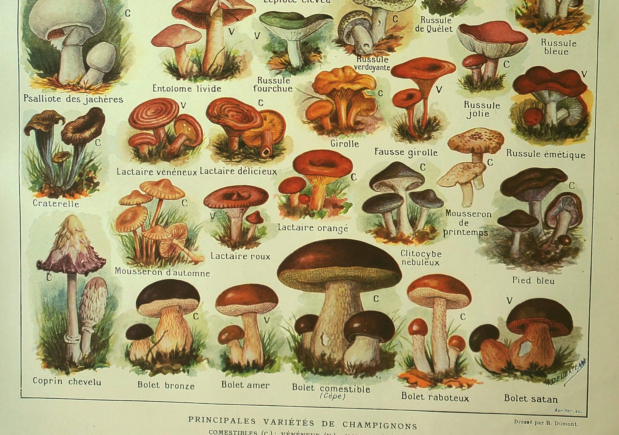 Antique engraving 1921 - Mushroom - vintage lithograph plate