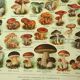 Antique engraving 1921 - Mushroom - vintage lithograph plate