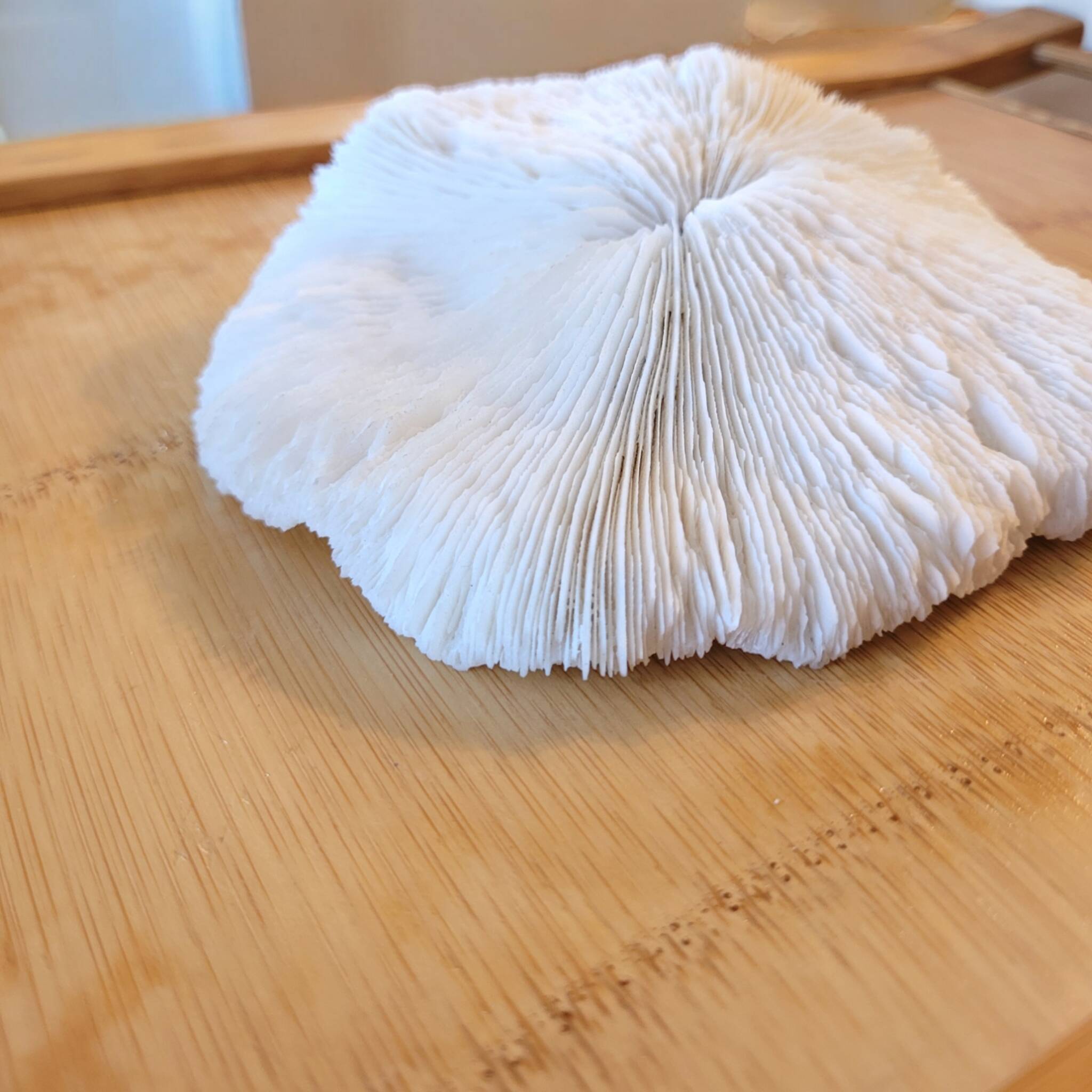 Ancient Coral Fungia or Shark Cushion 15cm