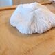 Ancient Coral Fungia or Shark Cushion 15cm