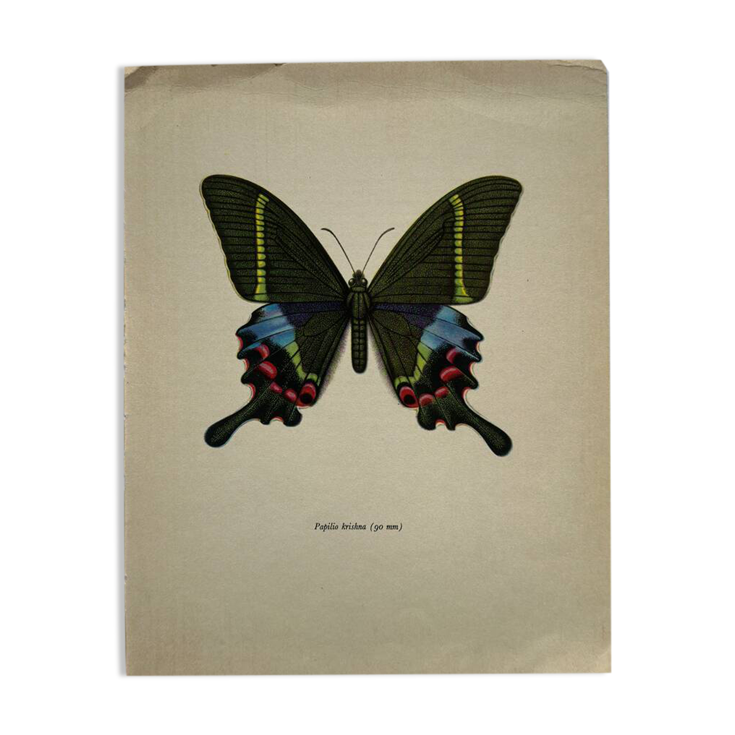 Gravure papillon déco vintage planche botanique naturaliste