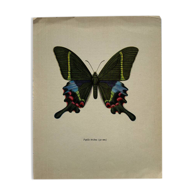 Gravure papillon déco vintage planche botanique naturaliste