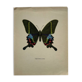 Gravure papillon déco vintage planche botanique naturaliste