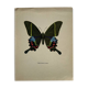 Vintage butterfly print botanical naturalist board