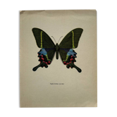 Gravure papillon déco vintage planche botanique naturaliste