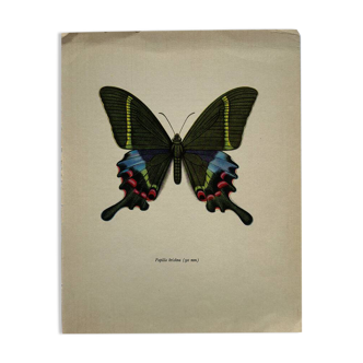 Vintage butterfly print botanical naturalist board