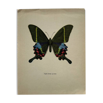 Vintage butterfly print botanical naturalist board
