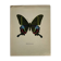 Vintage butterfly print botanical naturalist board