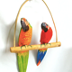 Duo de perroquets en bois