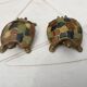 Pair of brass and enameled turtle jewelry box