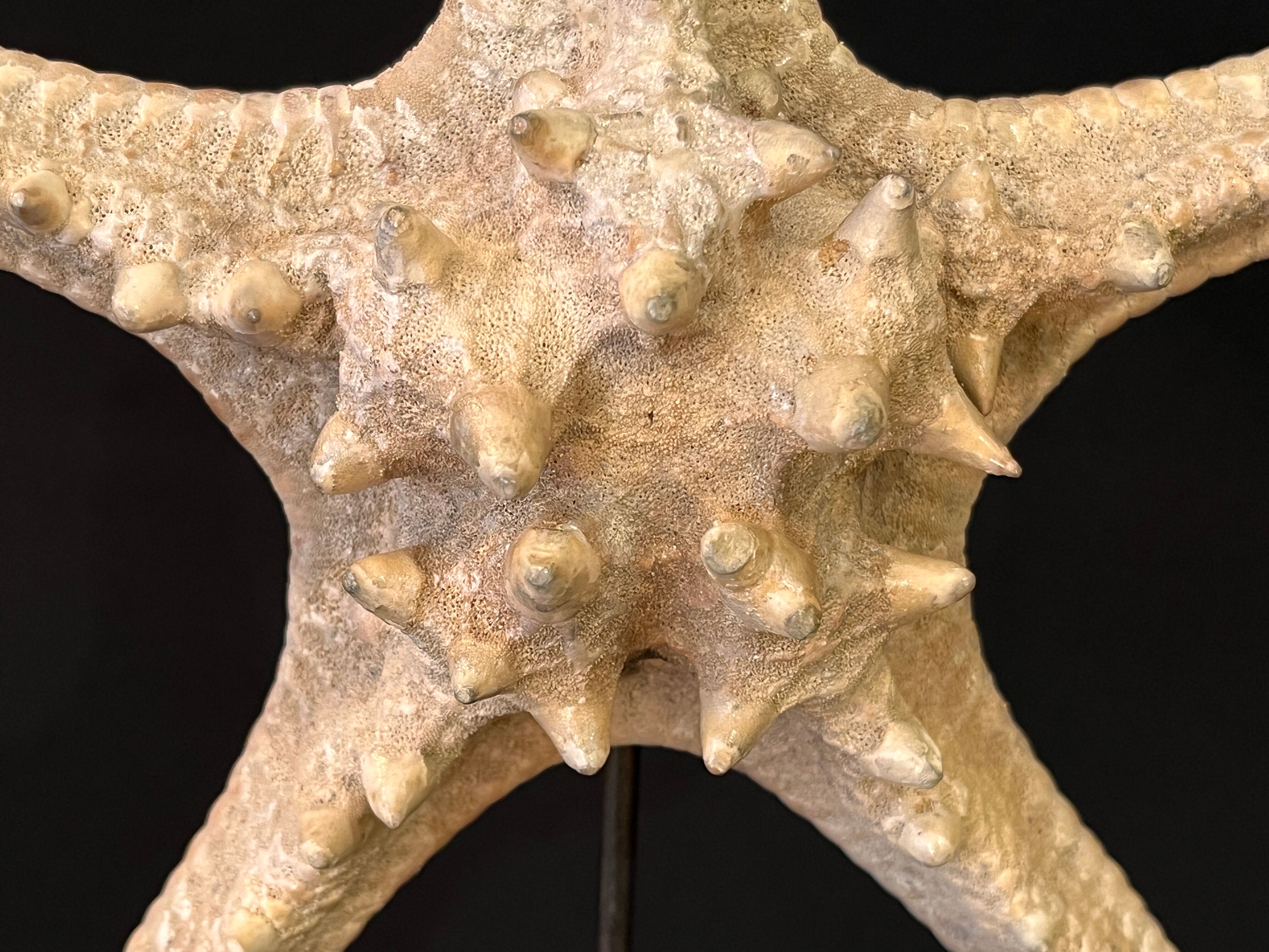 Natural starfish on marble base old cabinet of curiosities vintage shell