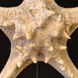 Natural starfish on marble base old cabinet of curiosities vintage shell