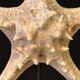 Natural starfish on marble base old cabinet of curiosities vintage shell