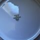 6 fish plates made of Bavarian porcelain