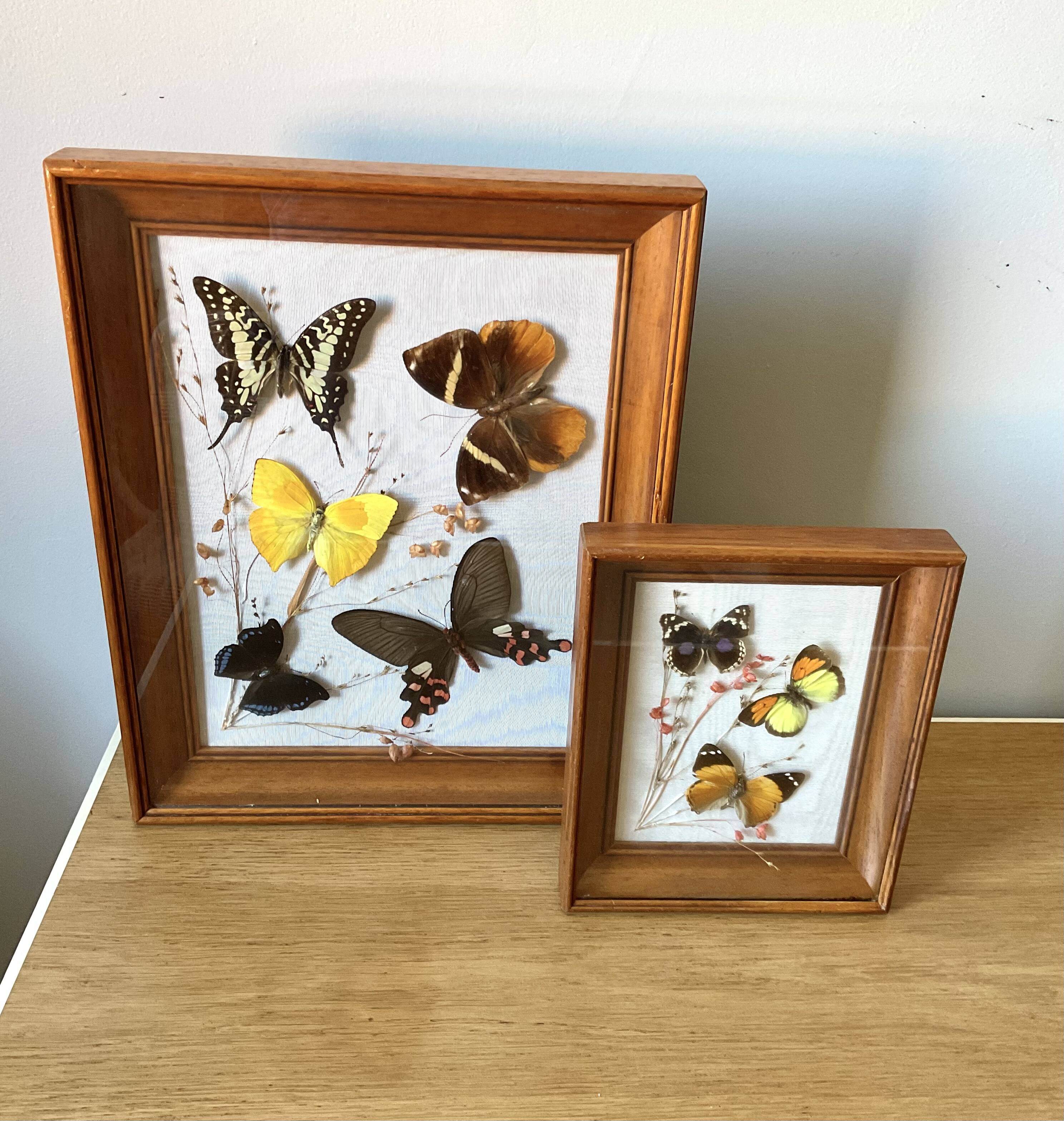 Lot de deux cadres papillons vintage