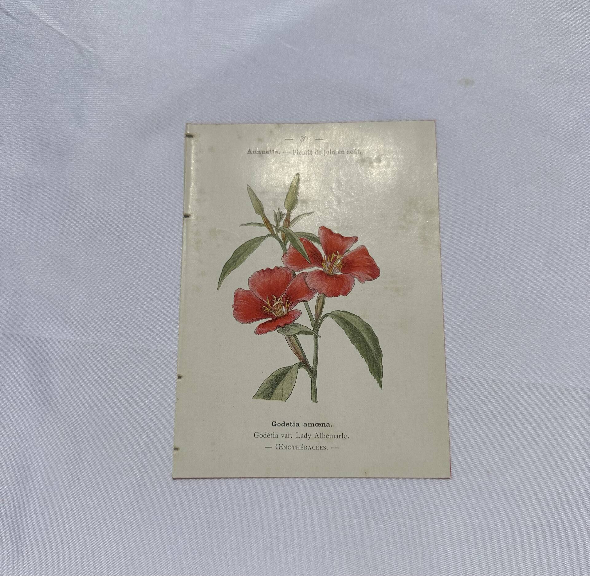 Gravure botanique double face planche naturaliste ancienne