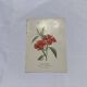 Gravure botanique double face planche naturaliste ancienne