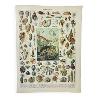 Gravure ancienne 1898, Mollusque, coquillage, poisson • Lithographie, Planche originale