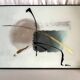 Painting on glass watercolor and gold abstraction important framing