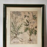 Botanical plate of L'Hortus Eystettensis
